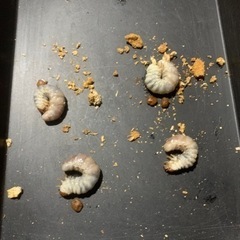 タランドゥスオオツヤクワガタ幼虫