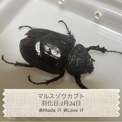 マルスゾウカブト メス単。