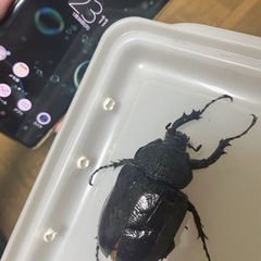 マルスゾウカブト メス単。の画像