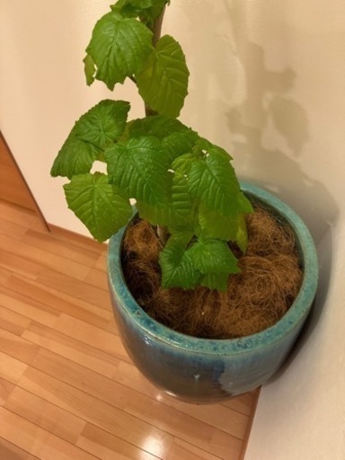 観葉植物付き　定価10万　高級鉢とガーデニング