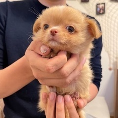愛知県名古屋市でブリーダーの飼育したワンちゃんをお求めの方は シンバちゃん名古屋店 までご連絡ください − 愛知県