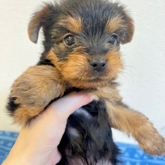 愛知県名古屋市でブリーダーの飼育したワンちゃんをお求めの方は シンバちゃん名古屋店 までご連絡ください - 地元のお店