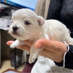 愛知県名古屋市でブリーダーの飼育したワンちゃんをお求めの方は シンバちゃん名古屋店 までご連絡ください - ペット
