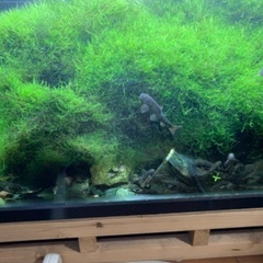 ドクターフィッシュ（10匹セット）の画像