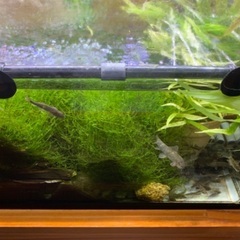 ドクターフィッシュ（10匹セット）の画像