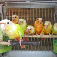 鳥小動物の販売 - ペット
