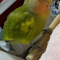 迷子1月25日午後小桜インコ捜してます。