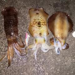 エギング同行者求む