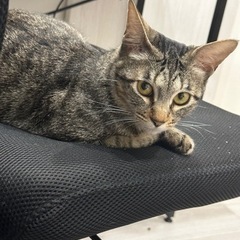 ビビりで大人しいキジトラ♀ - 中央区