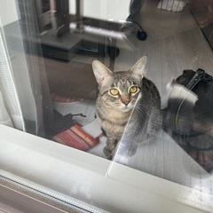 ビビりで大人しいキジトラ♀ - 猫