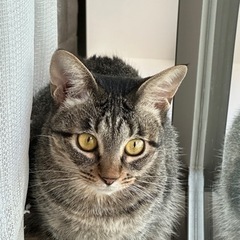 ビビりで大人しいキジトラ♀