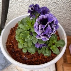 パンジー ドラキュラ と鉢