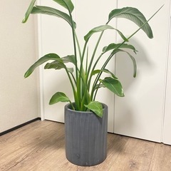 テラコッタ製植木鉢　※植物はつきません