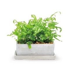 DALTON SOLID PLANTER RECTANGLE S PLAIN ダルトン 植木鉢の画像
