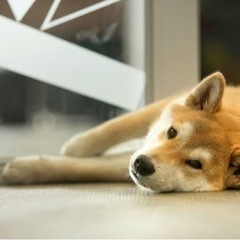 犬好きな人募集‼️