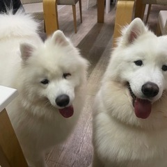 【サモエド2頭のお世話】麻布十番駅徒歩４分🔴【土、日】朝２時間・¥4,000／1日🔴週1日OKの画像