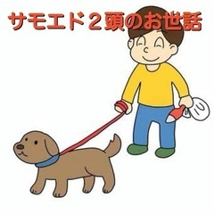 【サモエド2頭のお世話】麻布十番駅徒歩４分🔴【土、日】朝２時間・...