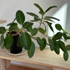 観葉植物