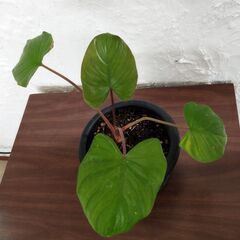 ホマロメナルベスケンス🌿