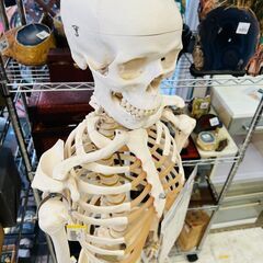 3B Smart Anatomy スタン・標準型骨格モデル