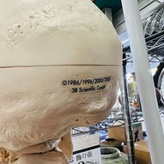 エクストレイル様専用 スタン・標準型骨格モデル，3B Smart Anatomy
