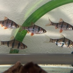 熱帯魚13匹まとめてセット