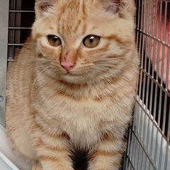 HELP! ホームレスの子猫が飼い主を探している