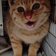 HELP! ホームレスの子猫が飼い主を探している - 亀岡市