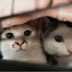 しろみけ❤️島子ちゃん − 長崎県