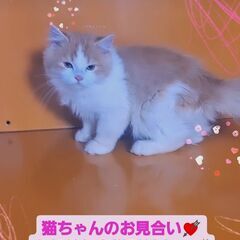 3/3(日)譲渡会♪10月生サイベリアン♂(⋈◍＞◡＜◍)。✧♡ 