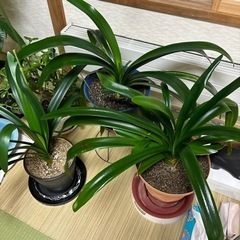 君子蘭　クンシラン　観葉植物