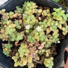 多肉植物ブロウメアナの画像