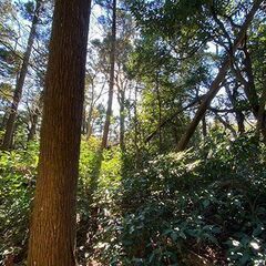 富士山と江の島を見渡す！！逗子の森で散骨セレモニーに立ち会う！現地に立ち会う貸切個別散骨プラン − 神奈川県