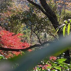 富士山と江の島を見渡す！！逗子の森で散骨セレモニーに立ち会う！現地に立ち会う貸切個別散骨プラン - 地元のお店