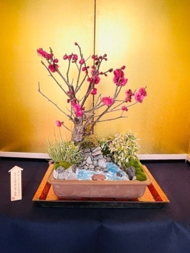 梅　紅梅　盆栽　盆景　花咲きます