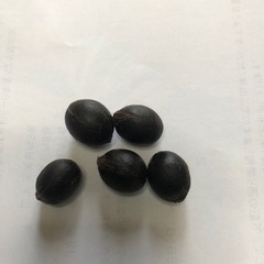 ココスヤシの種100個の画像