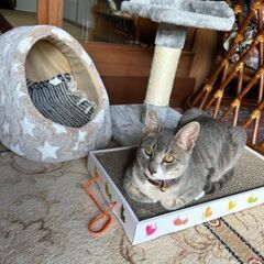 差し上げますの画像