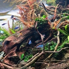 アクアリウムフルセットの画像