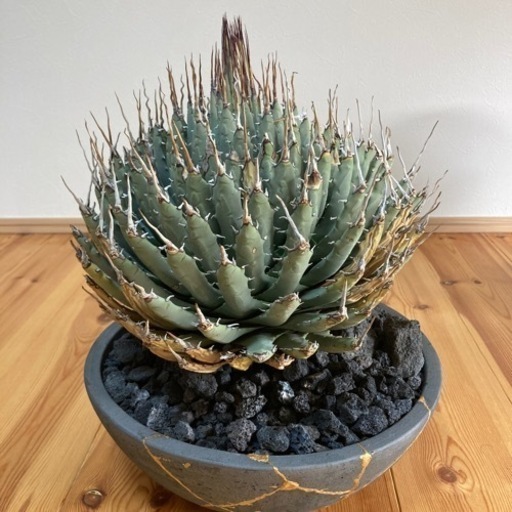 アガベ　エボリスピナ