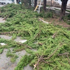 剪定した木の収集作業　