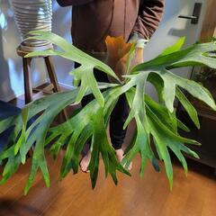 【観葉植物】ビカクシダ　ネザーランド