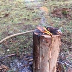 スウェーデントーチ、ウッドキャンドル  (針葉樹)　キャンプ・焚火に!! 0718の画像