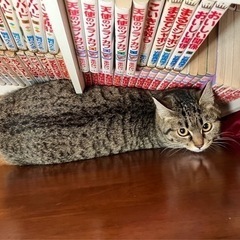 里親募集！（こちらで食事やトイレの砂の費用負担します！）　