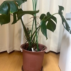 モンステラ