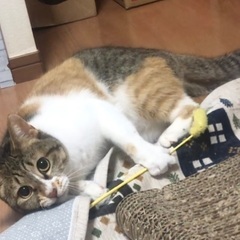 魅惑のツンデレ女王！ 三毛猫 かごめちゃん