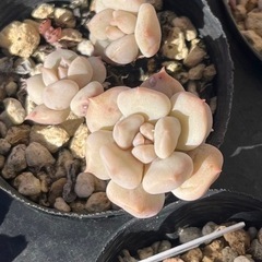 多肉植物　韓国苗  エケベリア　シュークリーム