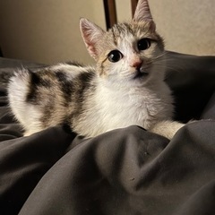 子猫の里親様を探しています(決まりました)