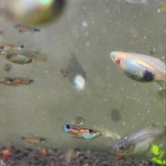 熱帯魚 3ペア エンドラーズ グッピーの画像