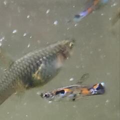 熱帯魚 3ペア エンドラーズ グッピーの画像