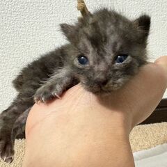 生後10日。真冬に生まれた６兄妹。黒猫・男の子。